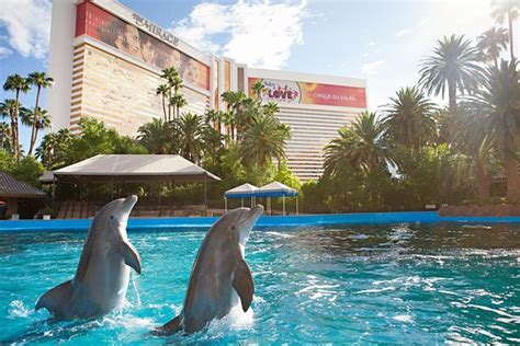 dolphin lv|secret garden and dolphin vegas.